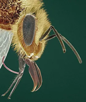 Head of a honey bee, SEM Head of a honey bee, SEM
