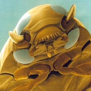 Head of a whirligig beetle, SEM Head of a whirligig beetle, SEM