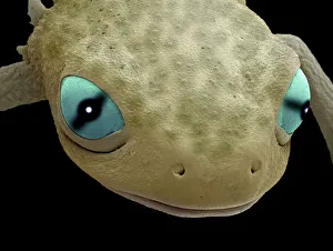 Head of a young newt, SEM Head of a young newt, SEM