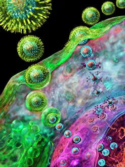 Herpes virus replicating Herpes virus replicating