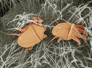 Honey bee mites, SEM Honey bee mites, SEM