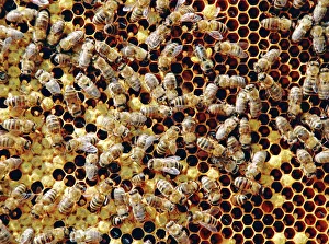 Honey bees on a honeycomb Honey bees on a honeycomb