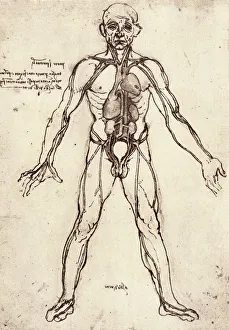 Human venous system Human venous system