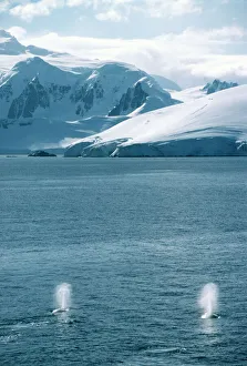 Humpback whales exhaling Humpback whales exhaling