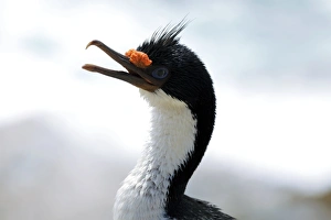 Imperial shag Imperial shag