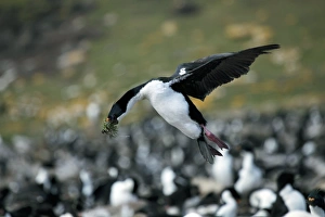 Imperial shag with nesting material Imperial shag with nesting material