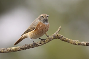 Juvenile Male redstart Juvenile Male redstart
