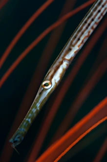 Juvenile trumpetfish in whip coral Juvenile trumpetfish in whip coral