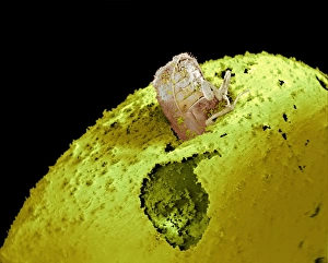 Larger grain borer beetle, SEM Larger grain borer beetle, SEM