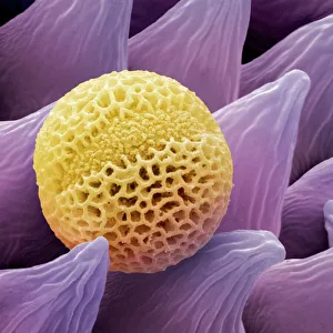 Lavender pollen grain, SEM Lavender pollen grain, SEM