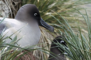 Light-mantled sooty albatross nesting Light-mantled sooty albatross nesting