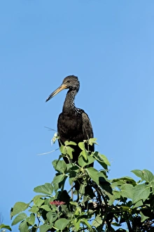 Limpkin in a tree Limpkin in a tree