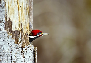 Lineated woodpecker nesting Lineated woodpecker nesting