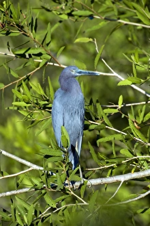 Little blue heron in a tree Little blue heron in a tree
