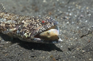 Lizardfish with prey Lizardfish with prey