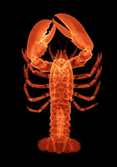 Lobster, X-ray Lobster, X-ray