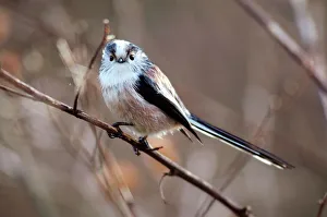 Long-tailed tit Long-tailed tit