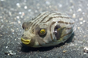Manila pufferfish Manila pufferfish