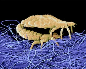 Mating body lice, SEM Mating body lice, SEM