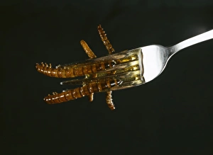 Mealworms on a fork Mealworms on a fork