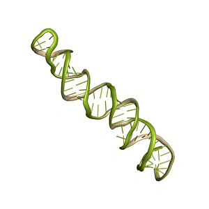 MicroRNA precursor molecule MicroRNA precursor molecule
