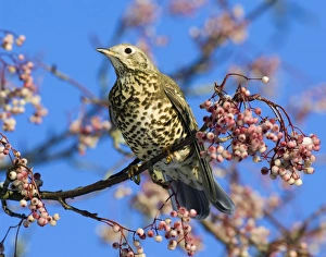 Mistle thrush feeding on berries Mistle thrush feeding on berries