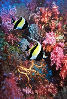 Moorish idols Moorish idols