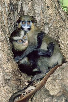 Orphaned guenons Orphaned guenons