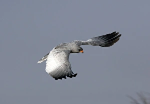 Pale chanting goshawk Pale chanting goshawk
