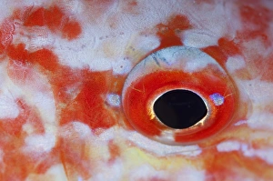 Detail of a parrotfish eye Detail of a parrotfish eye