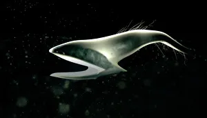 Pelican eel Pelican eel