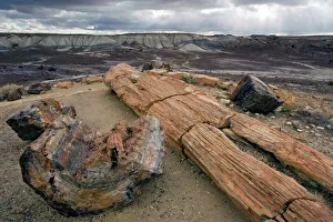 Petrified wood Petrified wood