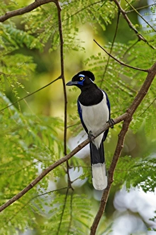 Plush-crested jay in a tree Plush-crested jay in a tree