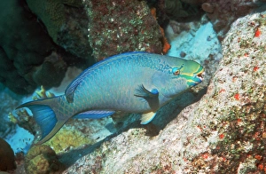 Queen parrotfish Queen parrotfish