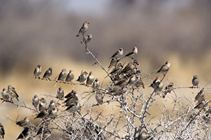 Red-billed queleas Red-billed queleas