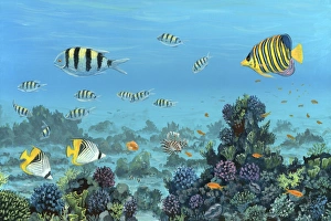 Red Sea reef fish, artwork Red Sea reef fish, artwork