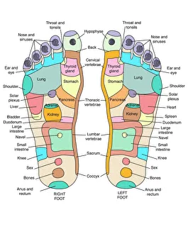 Reflexology foot map, artwork Reflexology foot map, artwork