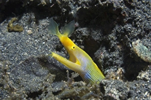 Ribbon eel Ribbon eel
