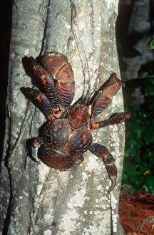 Robber crab Robber crab
