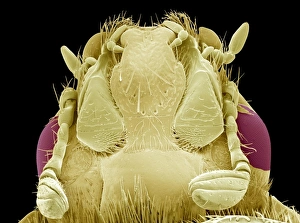 Rose chafer beetle, SEM Rose chafer beetle, SEM