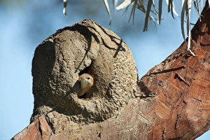 Rufous hornero in its nest Rufous hornero in its nest