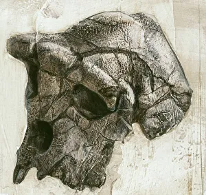 Sahelanthropus tchadensis skull Sahelanthropus tchadensis skull