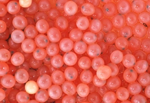 Salmon eggs Salmon eggs