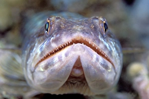 Sand diver Sand diver