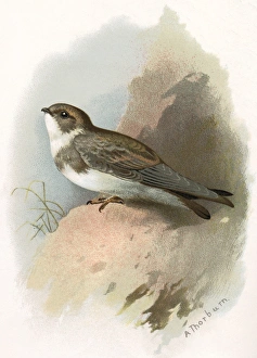 Sand martin, historical artwork Sand martin, historical artwork
