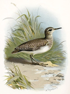 Sandpiper, historical artwork Sandpiper, historical artwork