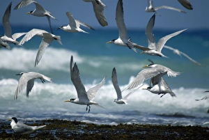 Sandwich terns and swift terns Sandwich terns and swift terns