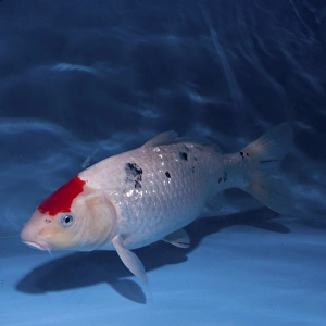 Sanke Koi Carp pool Sanke Koi Carp pool