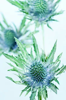 Sea holly (Eryngium sp.) Sea holly (Eryngium sp.)