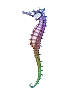 Seahorse skeleton Seahorse skeleton